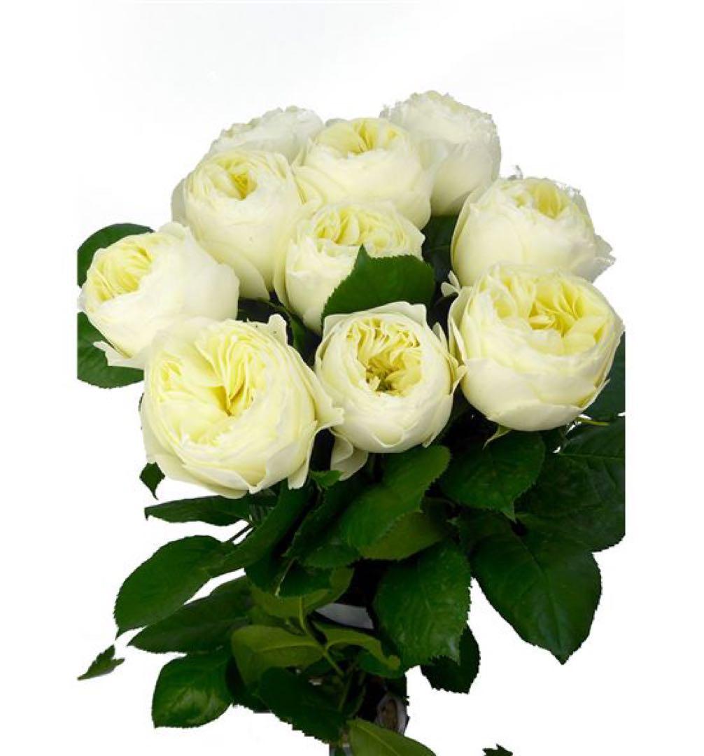 切り花品種バラ苗　レアバラ 　White Vuvuzel♡ Rose