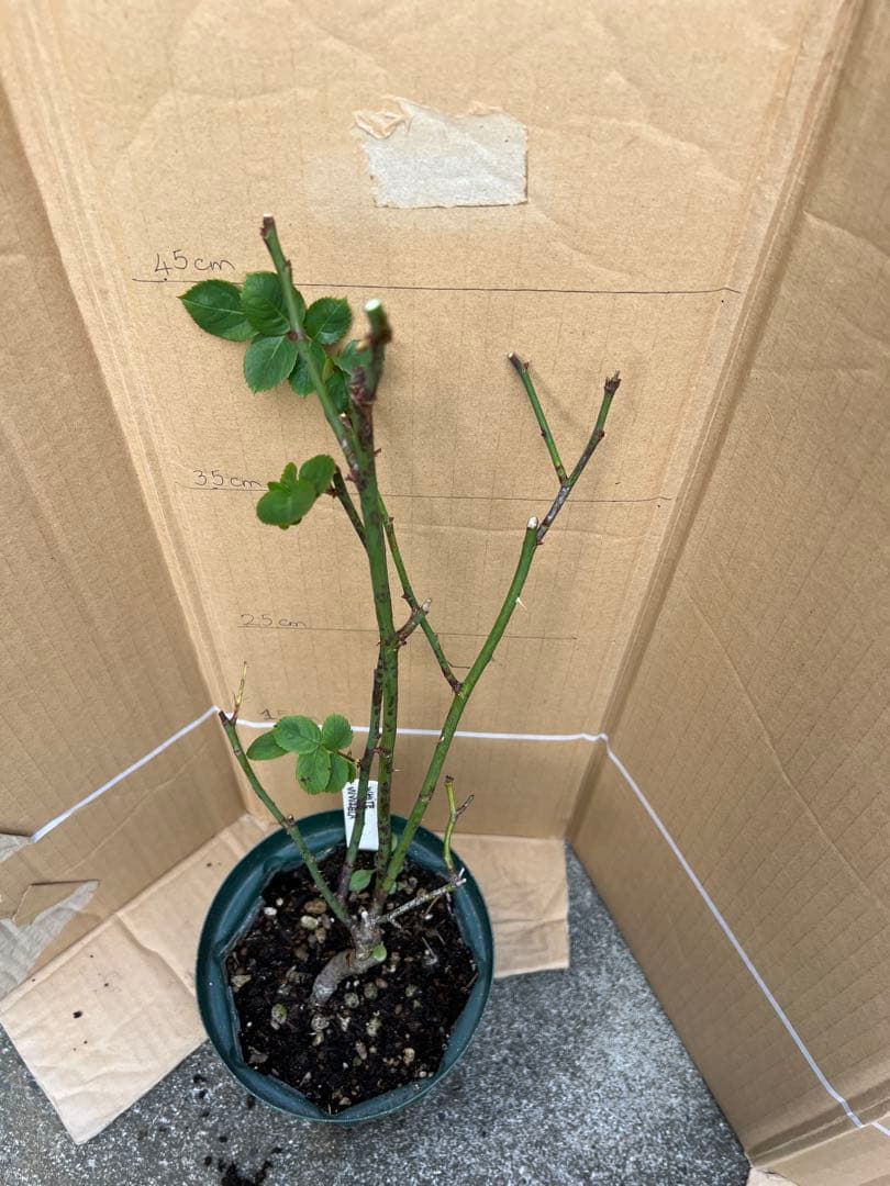 切り花品種バラ苗　レアバラ 　White Vuvuzel♡ Rose