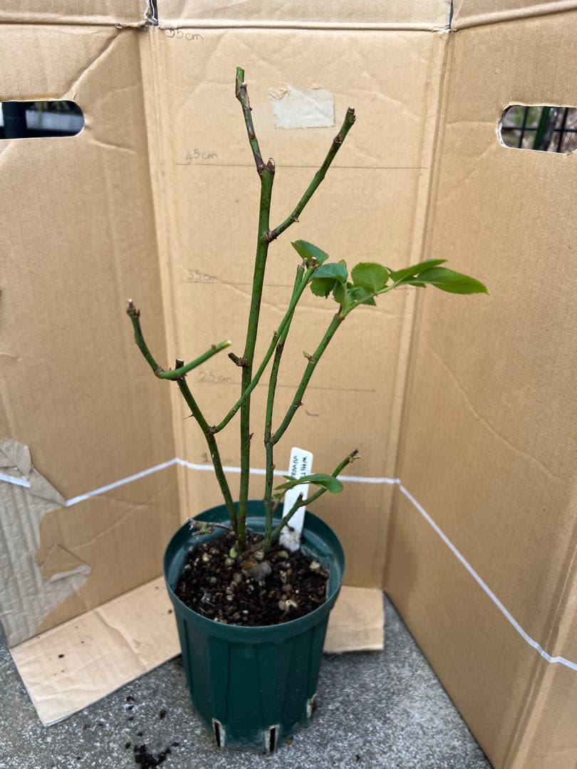 切り花品種バラ苗　レアバラ 　White Vuvuzel♡ Rose