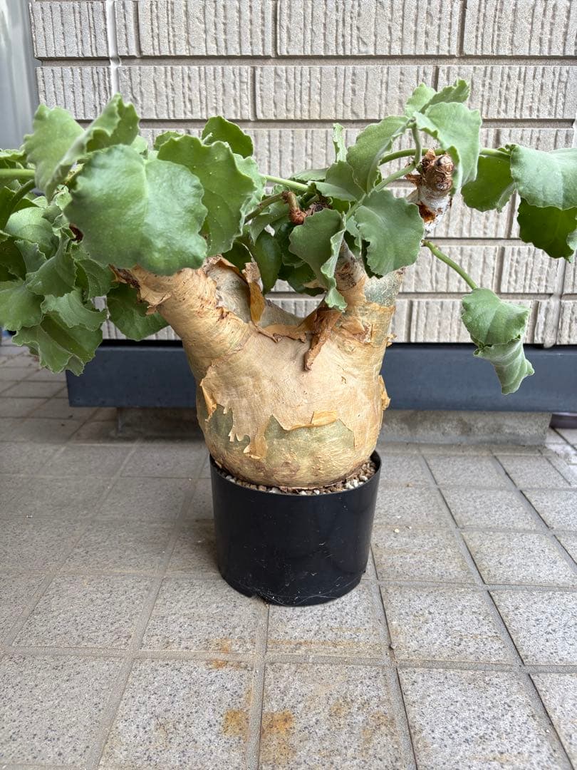 キフォステンマ　ウター　マクロプス
