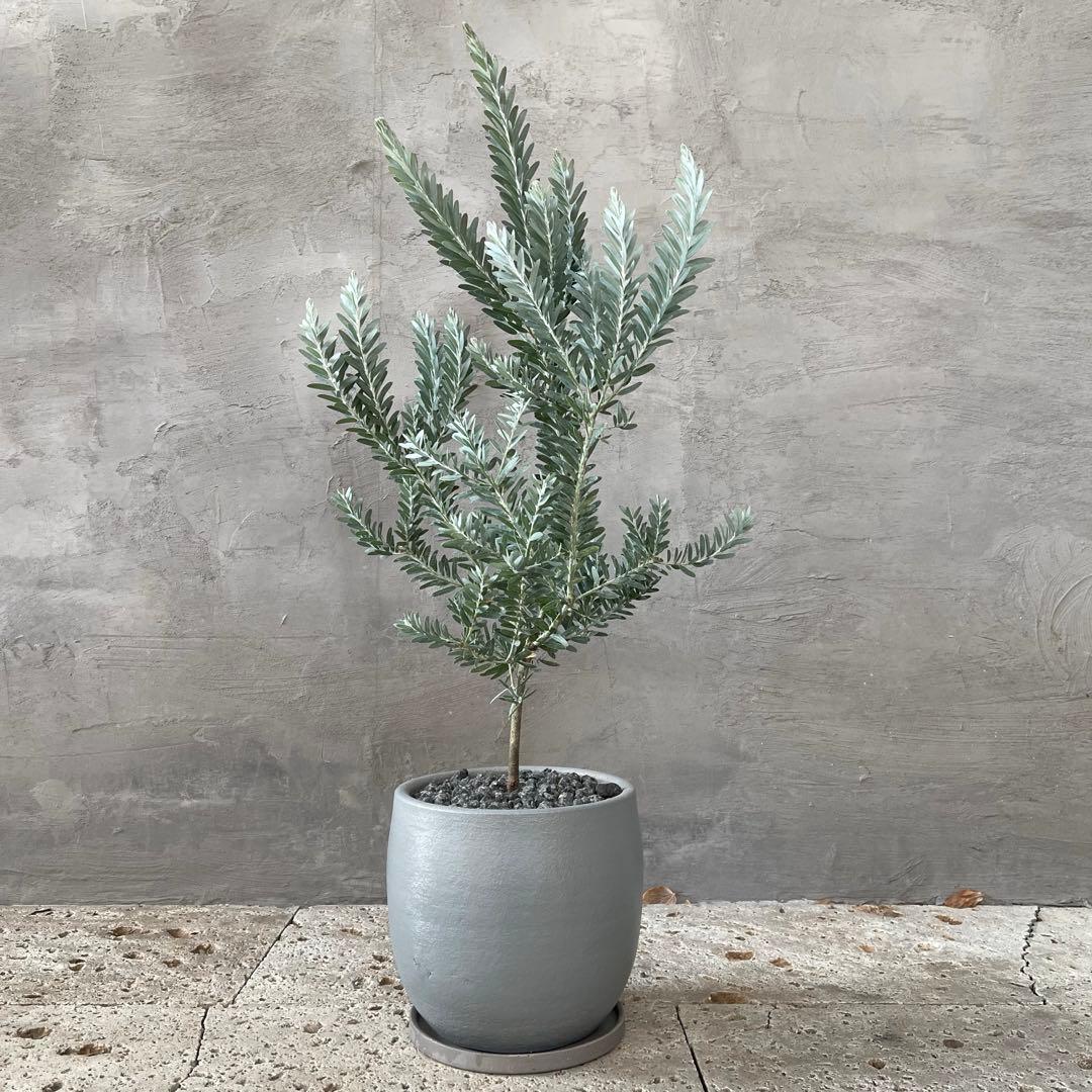 アカシア　ブルーブッシュ　シルバーリーフ　バルーン陶器鉢　植え込み発送