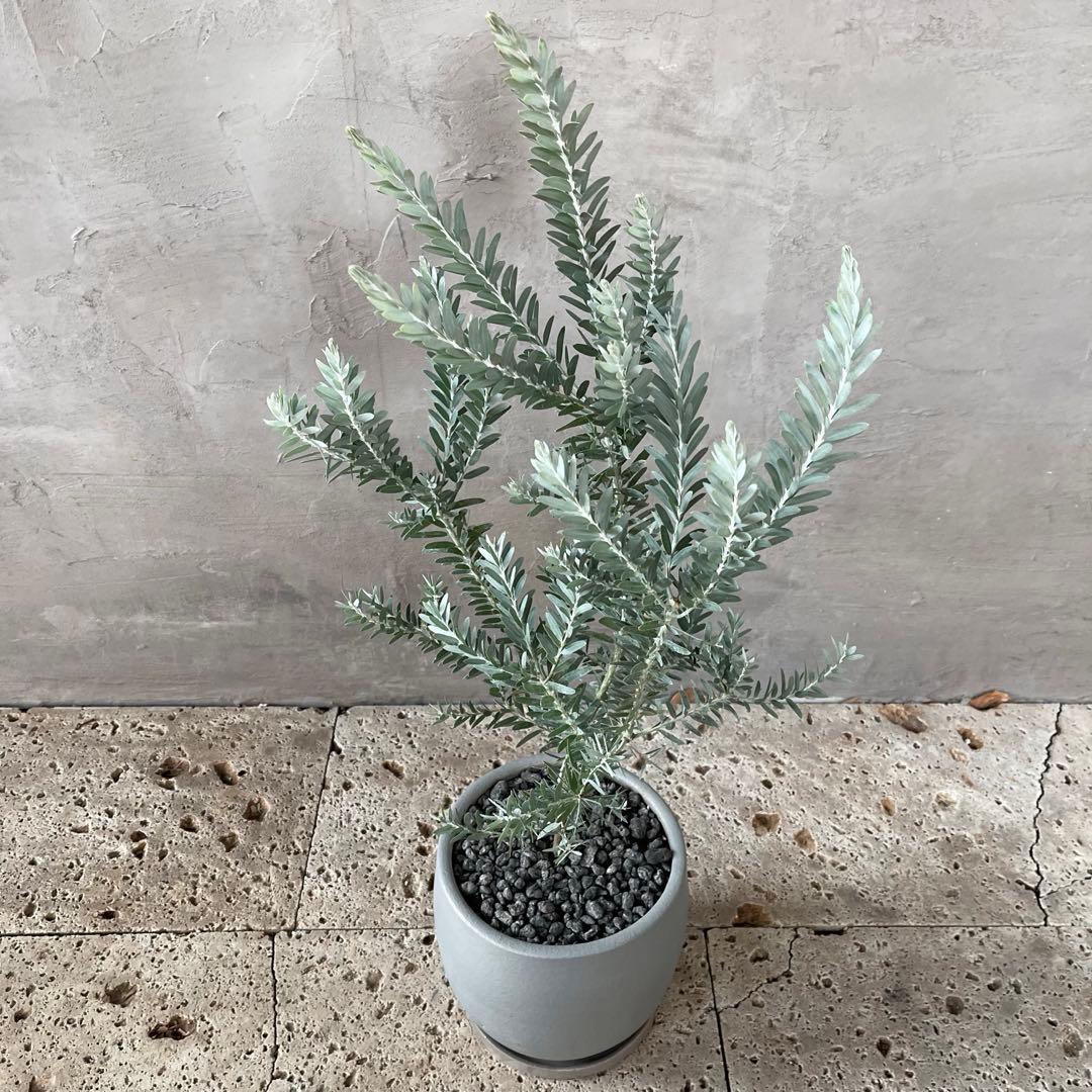 アカシア　ブルーブッシュ　シルバーリーフ　バルーン陶器鉢　植え込み発送