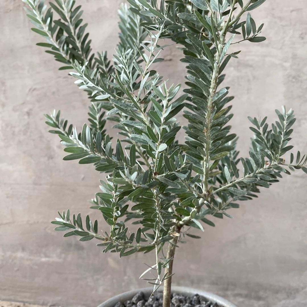 アカシア　ブルーブッシュ　シルバーリーフ　バルーン陶器鉢　植え込み発送