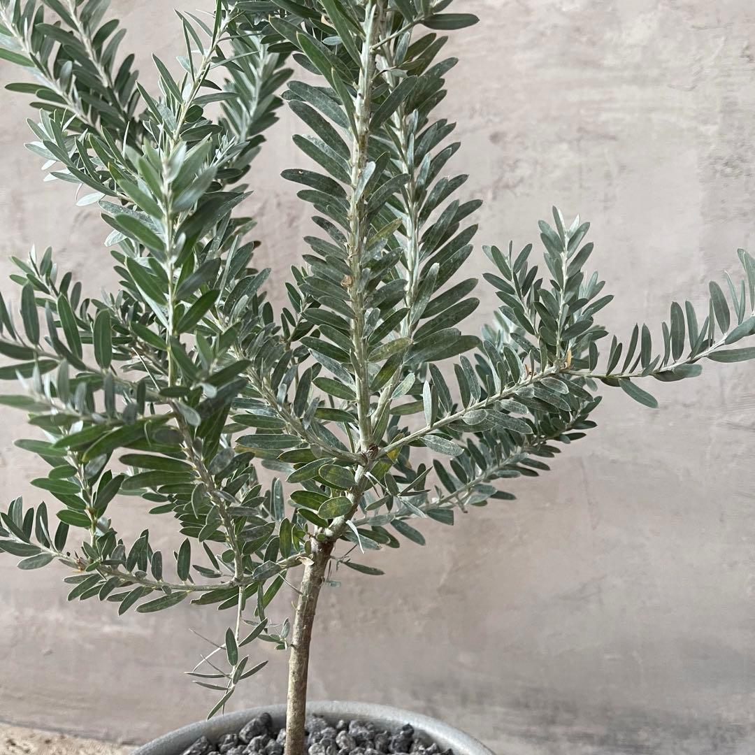 アカシア　ブルーブッシュ　シルバーリーフ　バルーン陶器鉢　植え込み発送