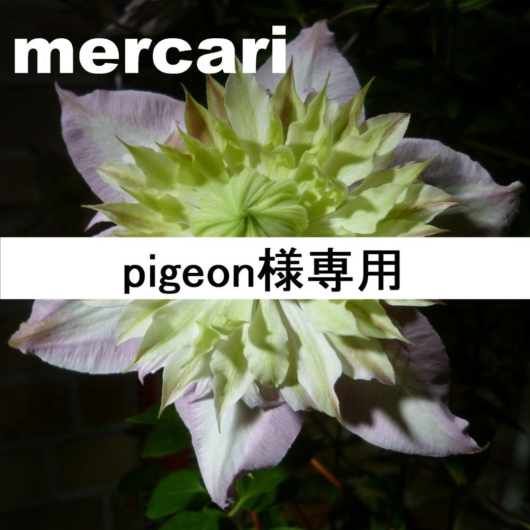 pigeon　クレマチス　苗