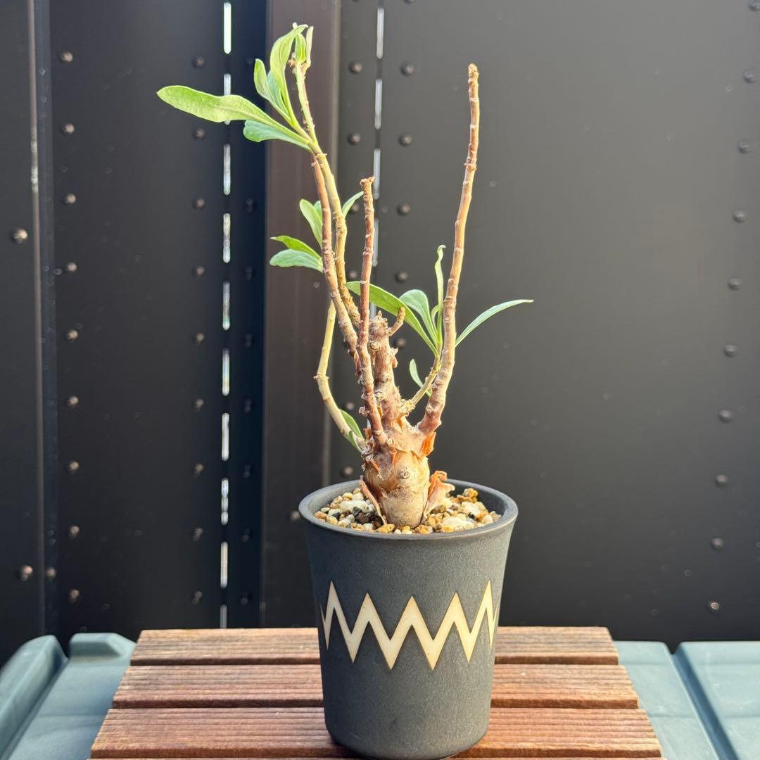 レア稀少 オトンナ レトロフラクタ 塊根植物 冬型 コーデックス