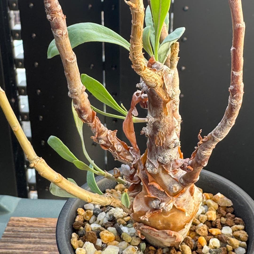 レア稀少 オトンナ レトロフラクタ 塊根植物 冬型 コーデックス