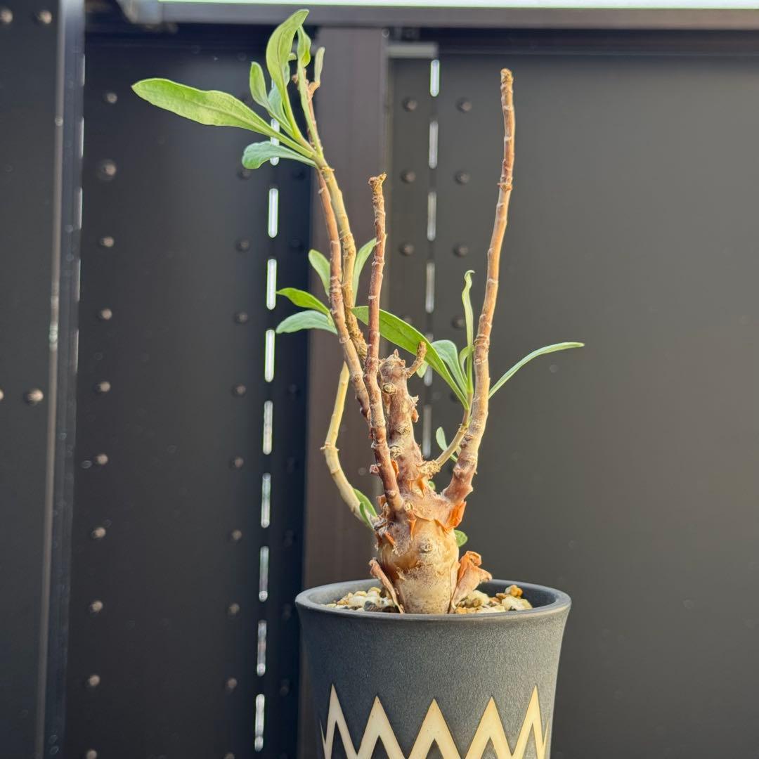 レア稀少 オトンナ レトロフラクタ 塊根植物 冬型 コーデックス