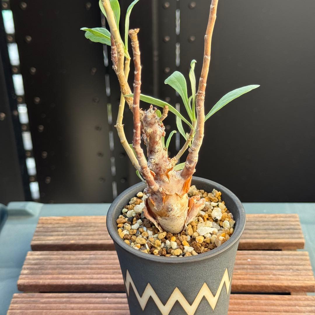 レア稀少 オトンナ レトロフラクタ 塊根植物 冬型 コーデックス