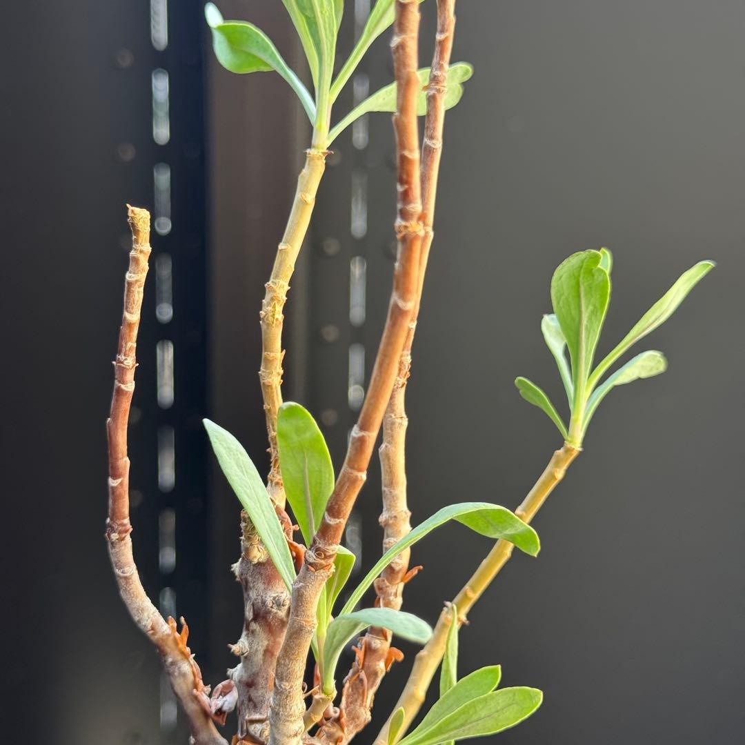 レア稀少 オトンナ レトロフラクタ 塊根植物 冬型 コーデックス