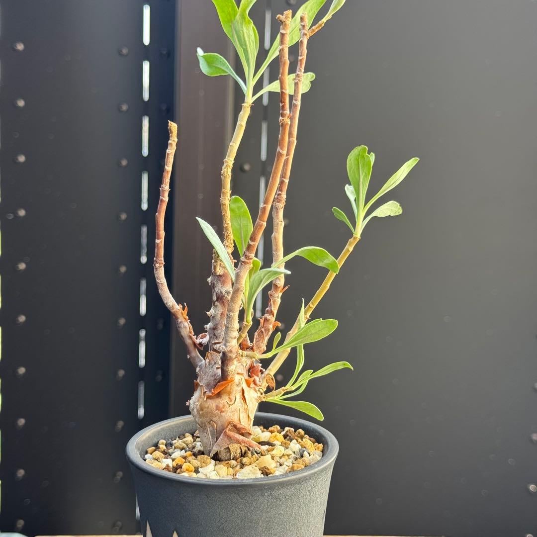 レア稀少 オトンナ レトロフラクタ 塊根植物 冬型 コーデックス