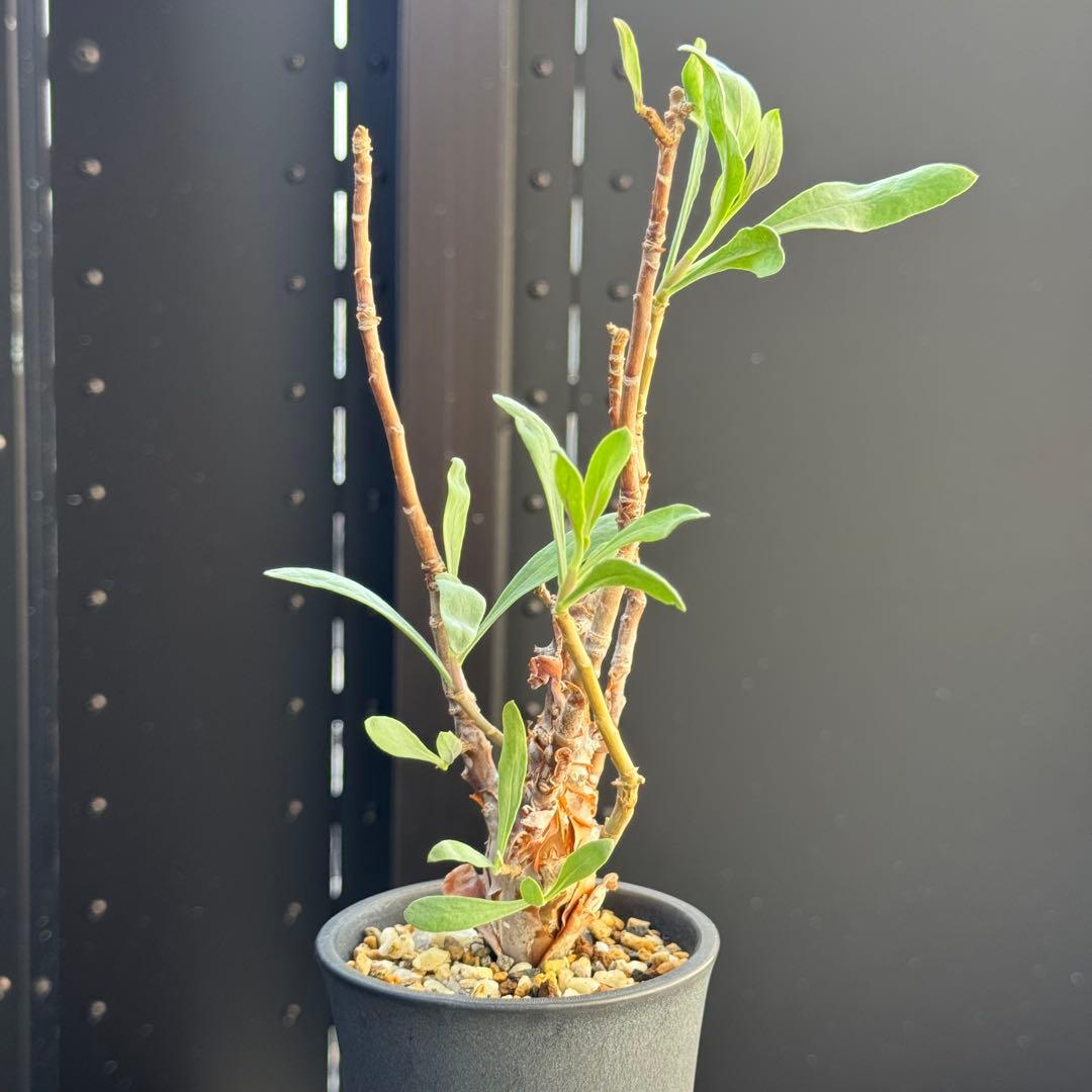 レア稀少 オトンナ レトロフラクタ 塊根植物 冬型 コーデックス