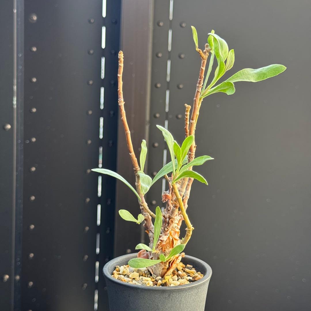 レア稀少 オトンナ レトロフラクタ 塊根植物 冬型 コーデックス