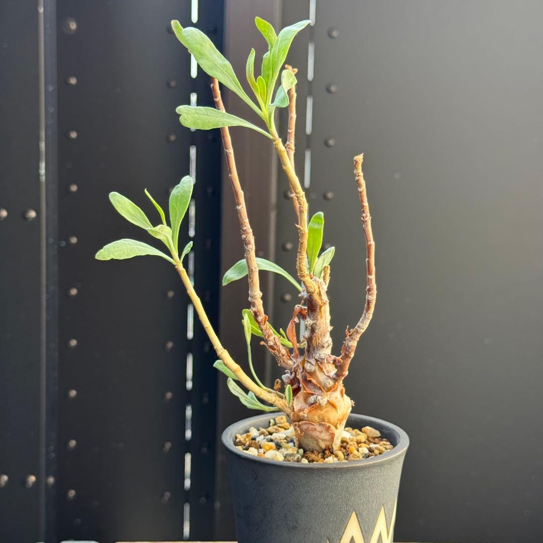 レア稀少 オトンナ レトロフラクタ 塊根植物 冬型 コーデックス