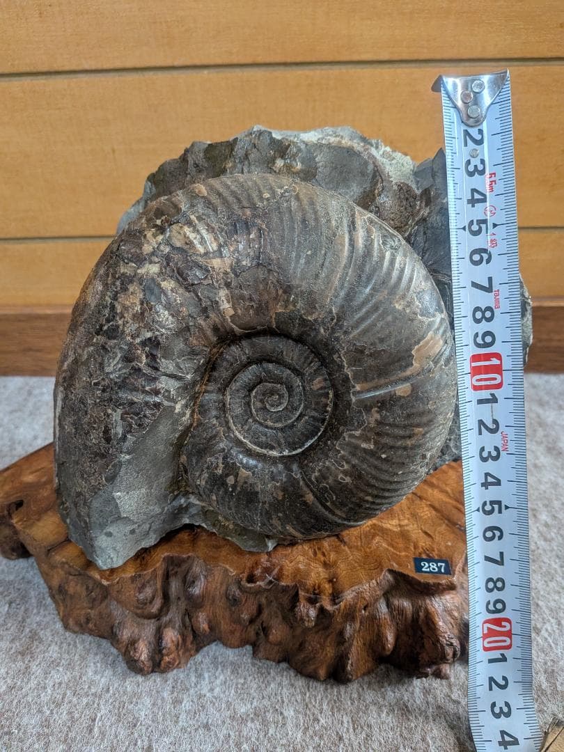 アンモナイト化石 16cm(287)