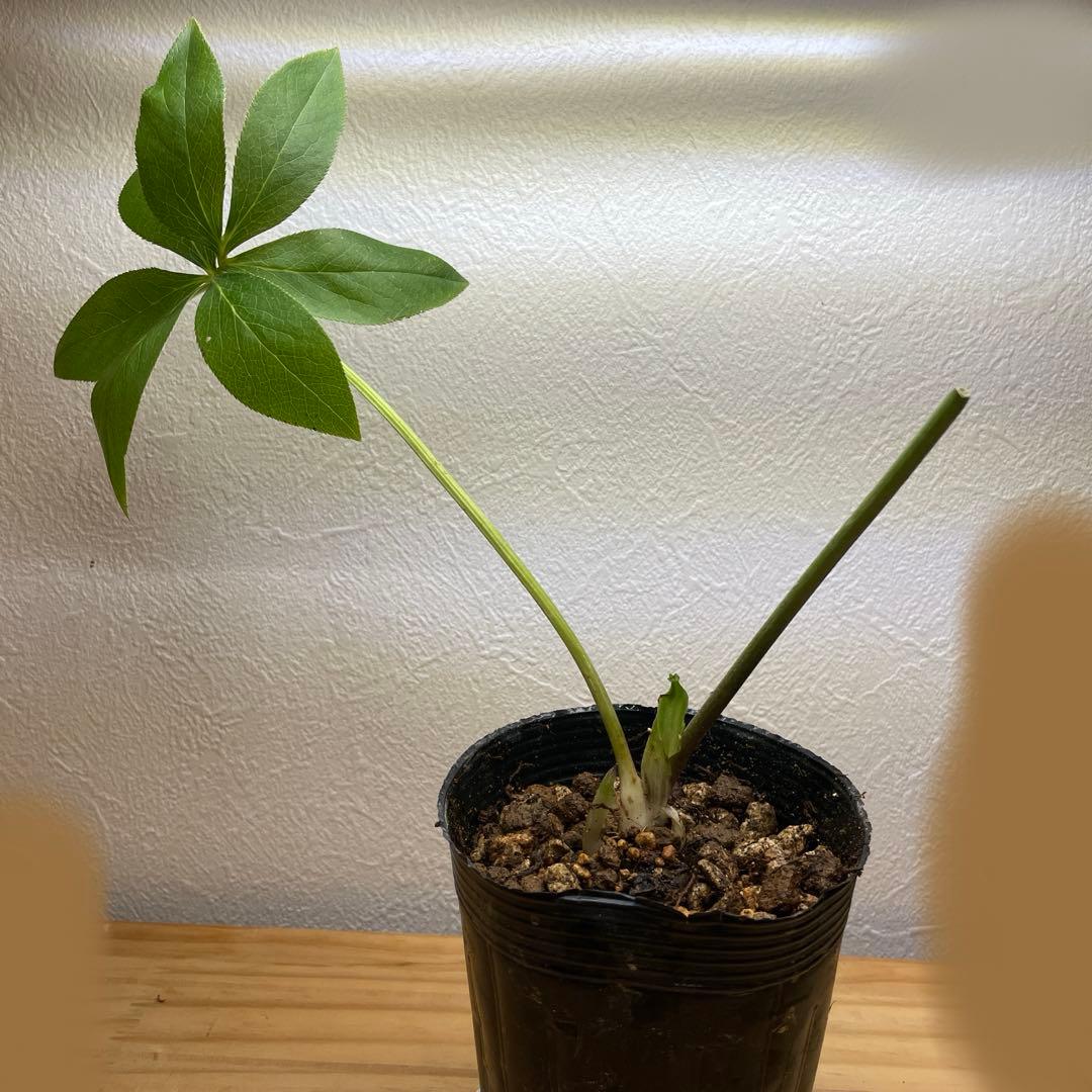 ナムナム