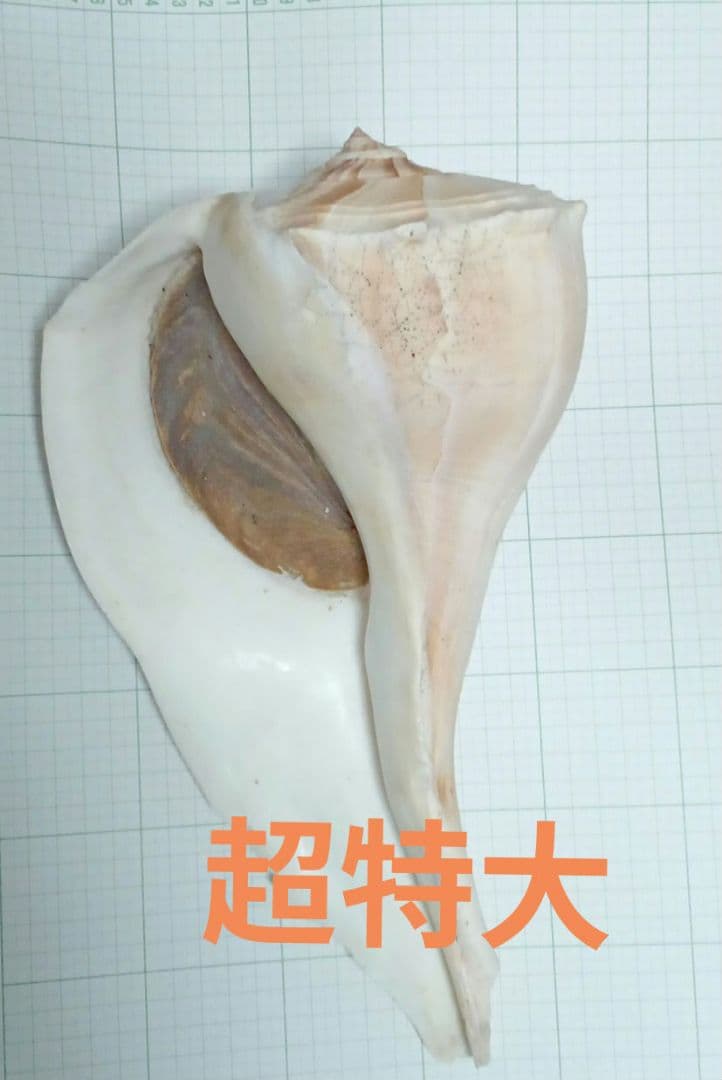 サカマキボラ