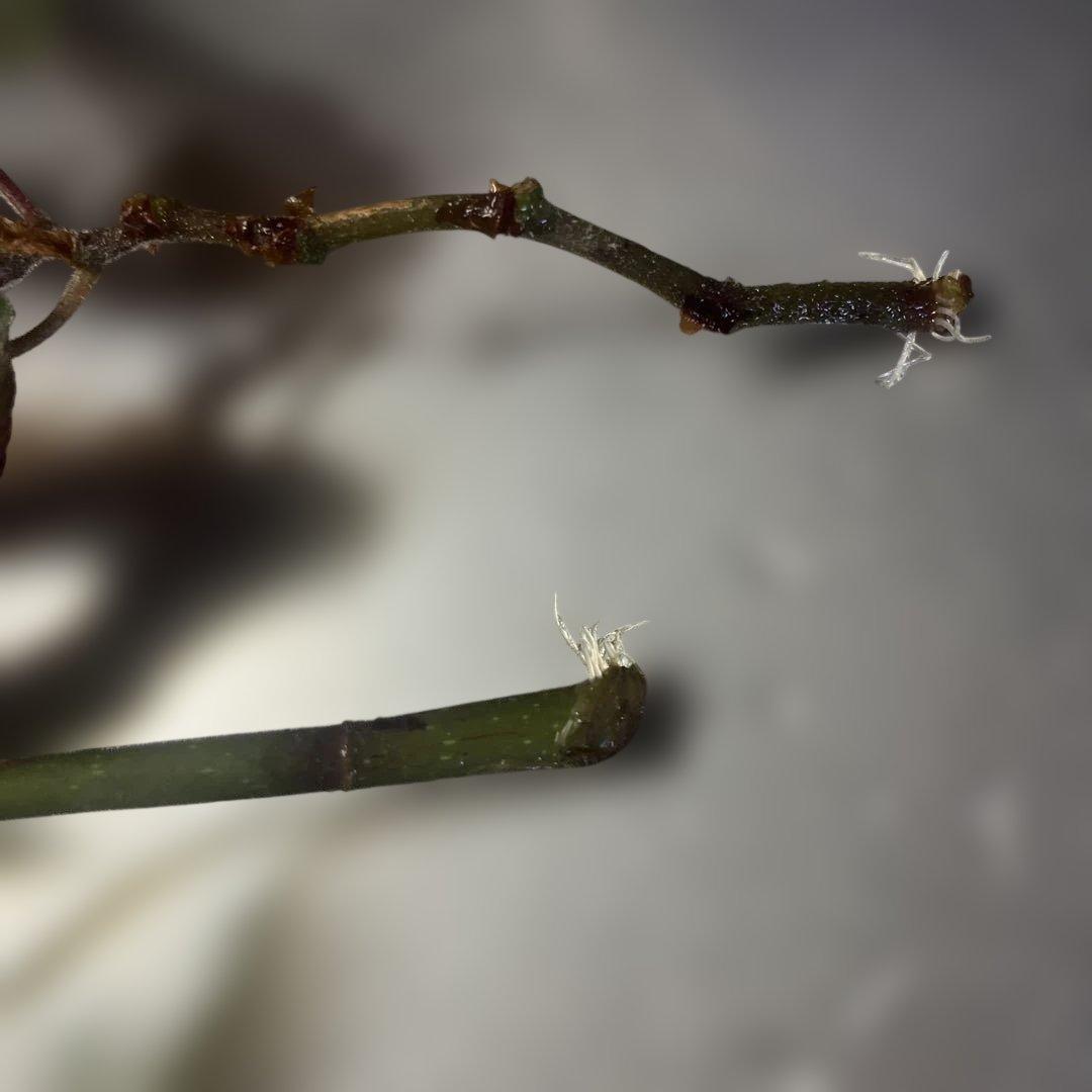 珍しいベゴニア　２種類　カット苗　熱帯植物　観葉植物　インテリア