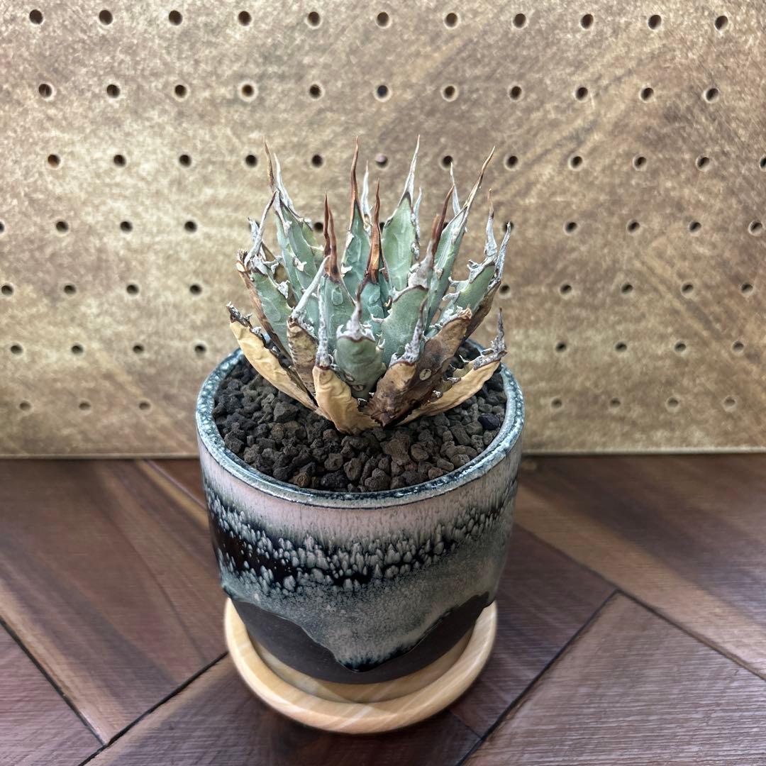 アガベ エボリスピナ ユタエンシス 現地球 × 鶴仙園 Ryuhoou pot
