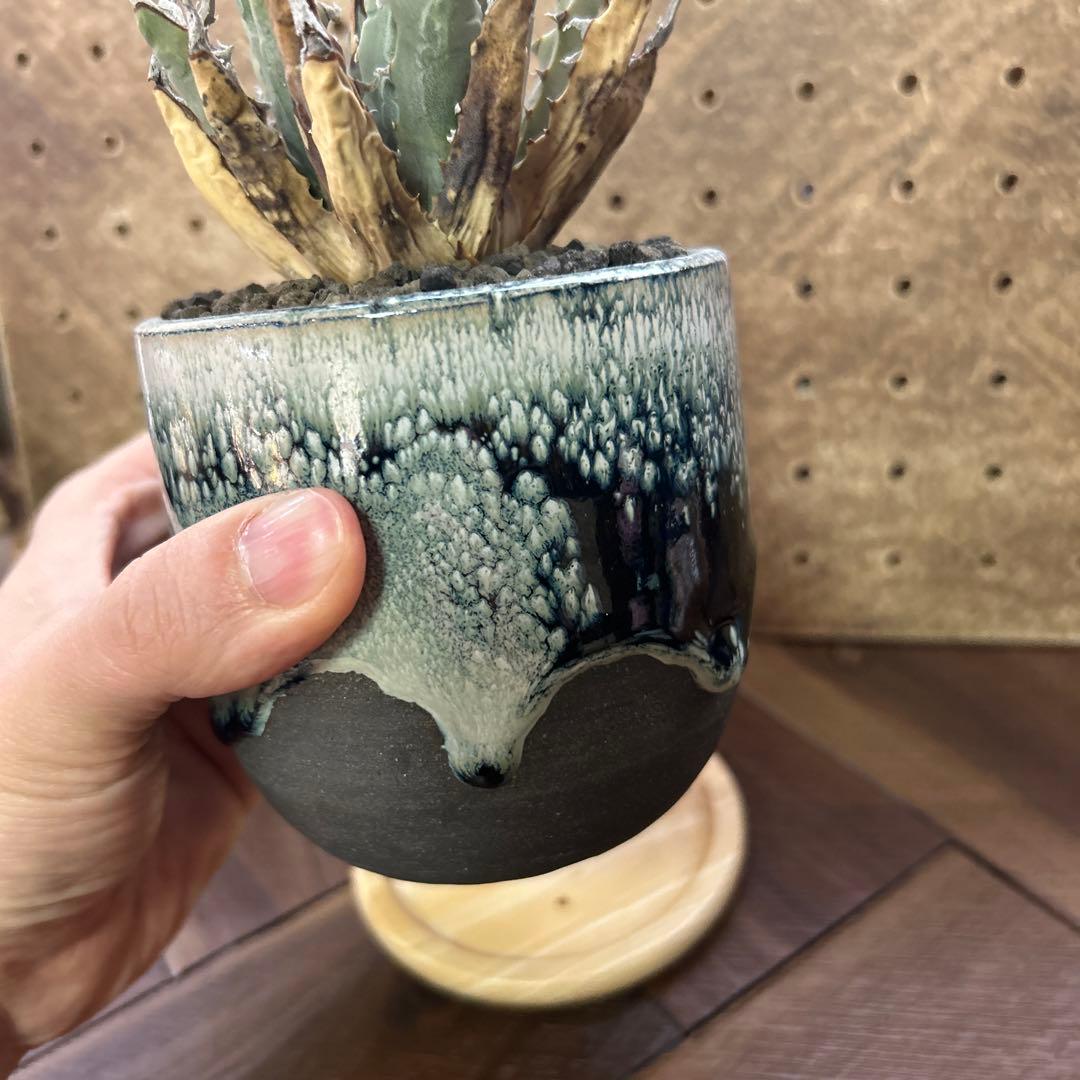 アガベ エボリスピナ ユタエンシス 現地球 × 鶴仙園 Ryuhoou pot