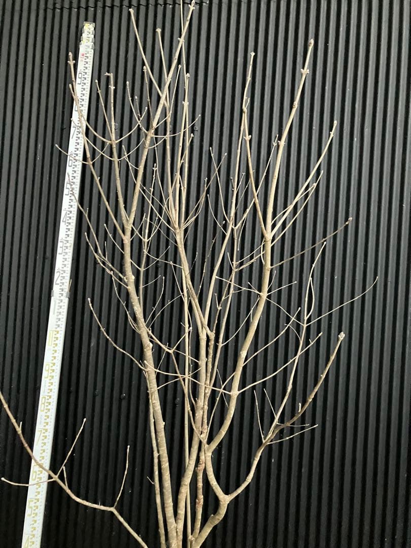 山採り　アオダモ　j