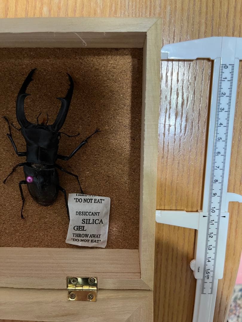 マンディブラリスフタマタクワガタ　標本 約11cm木製ケース付き