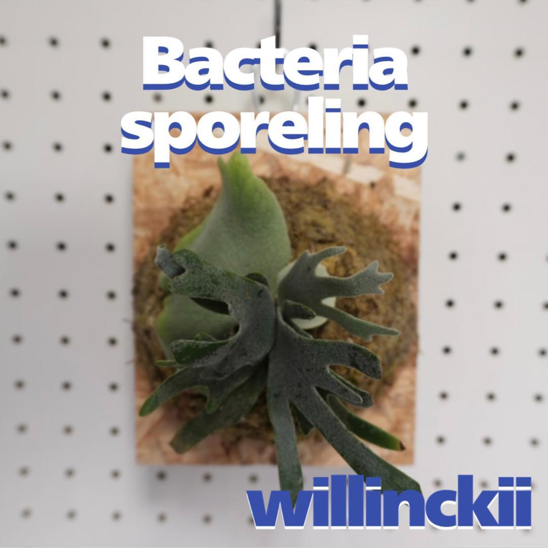 willinckii ビカクシダ ウィリンキー バクテリア 板付株　B-4