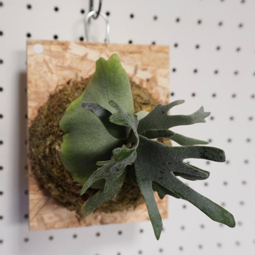 willinckii ビカクシダ ウィリンキー バクテリア 板付株　B-4