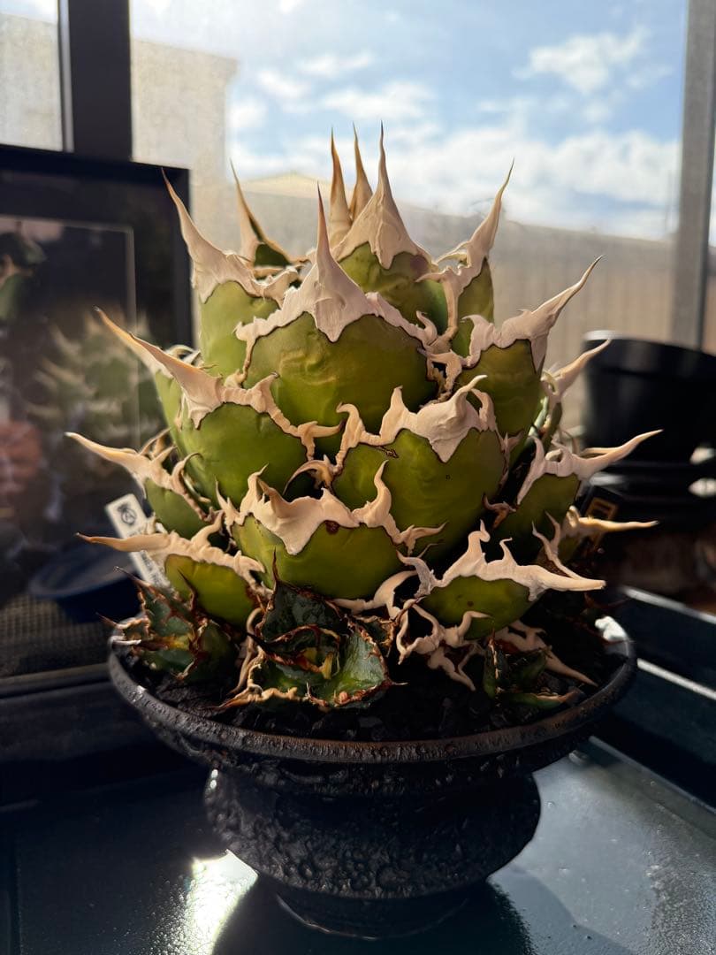 最終値下げ2/9までアガベ 凱撒 親株 カタチ製作所 オテロイ　ビースト　悪魔