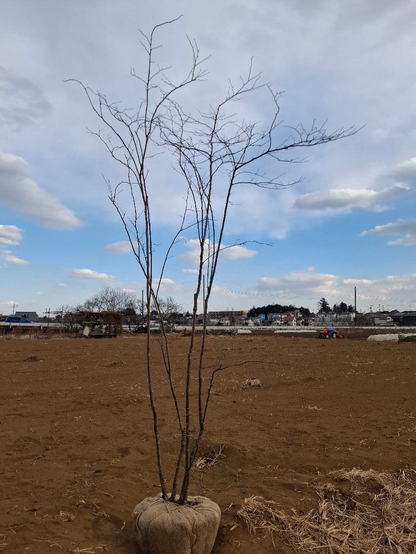 ナツハゼ 雑木 ――アオダモ アオハダ カエデ モミジ 山彩り ――