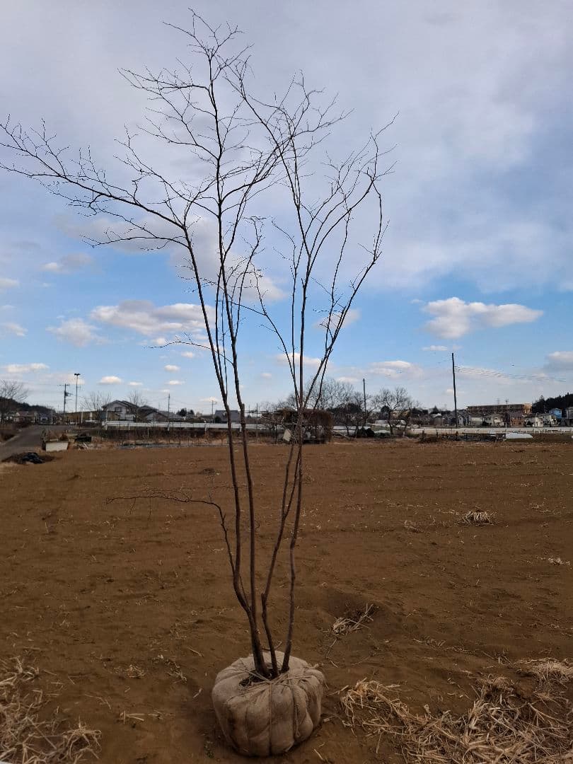 ナツハゼ 雑木 ――アオダモ アオハダ カエデ モミジ 山彩り ――