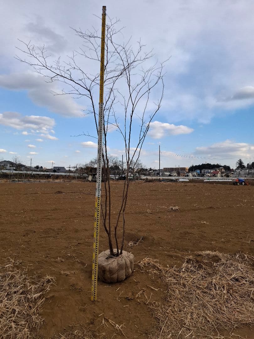 ナツハゼ 雑木 ――アオダモ アオハダ カエデ モミジ 山彩り ――