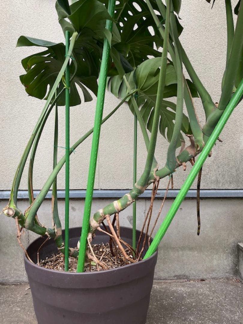 直接引取■巨大な葉のモンステラ・デリシオーサ/葉 60cm/観葉植物/190cm
