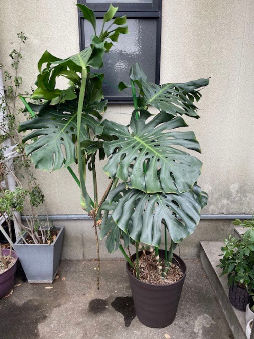 直接引取■巨大な葉のモンステラ・デリシオーサ/葉 60cm/観葉植物/190cm