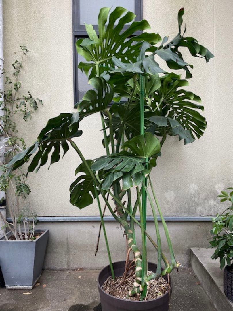 直接引取■巨大な葉のモンステラ・デリシオーサ/葉 60cm/観葉植物/190cm