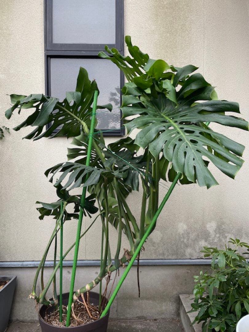 直接引取■巨大な葉のモンステラ・デリシオーサ/葉 60cm/観葉植物/190cm