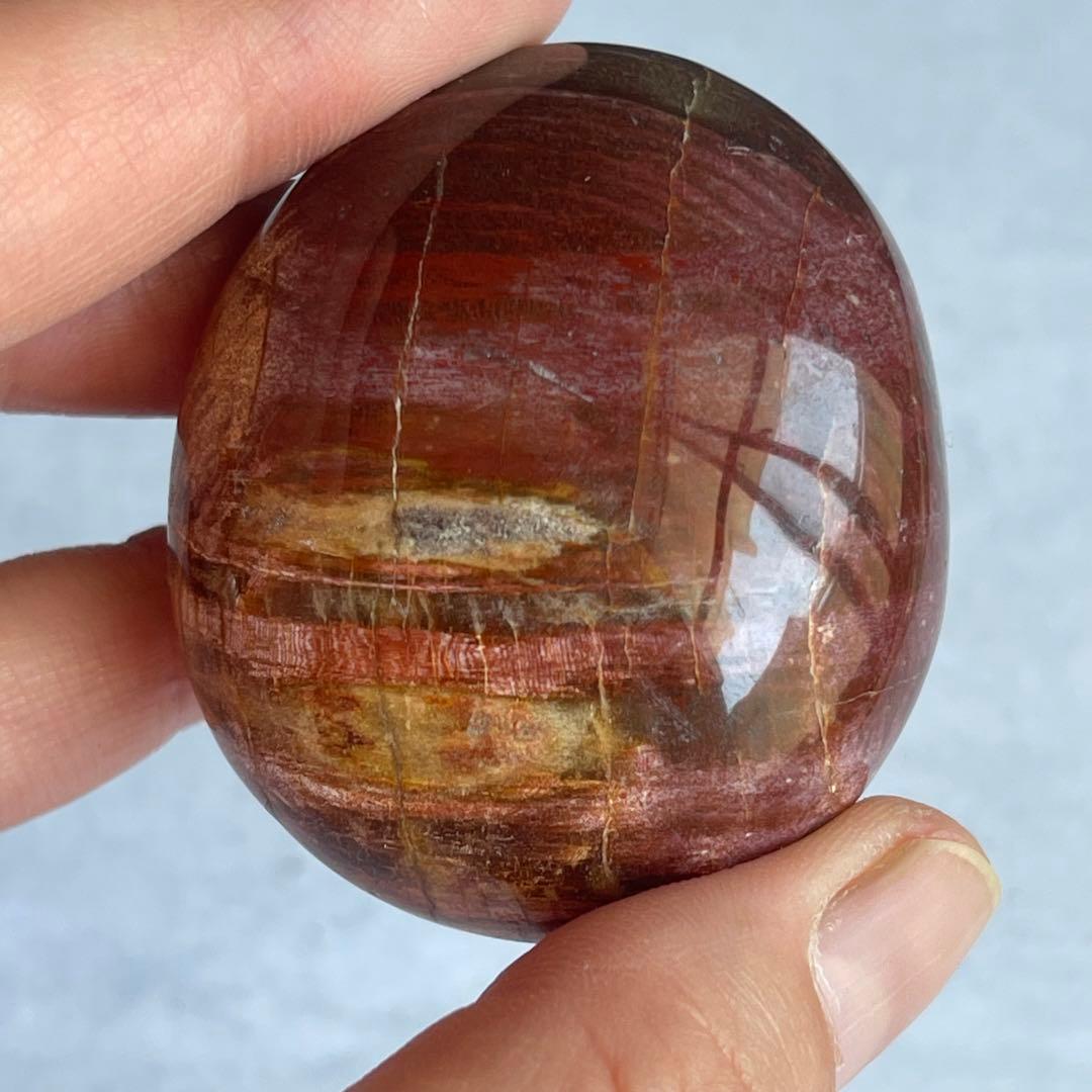 ペトリファイド ウッド パーム 握り石 マダガスカル産