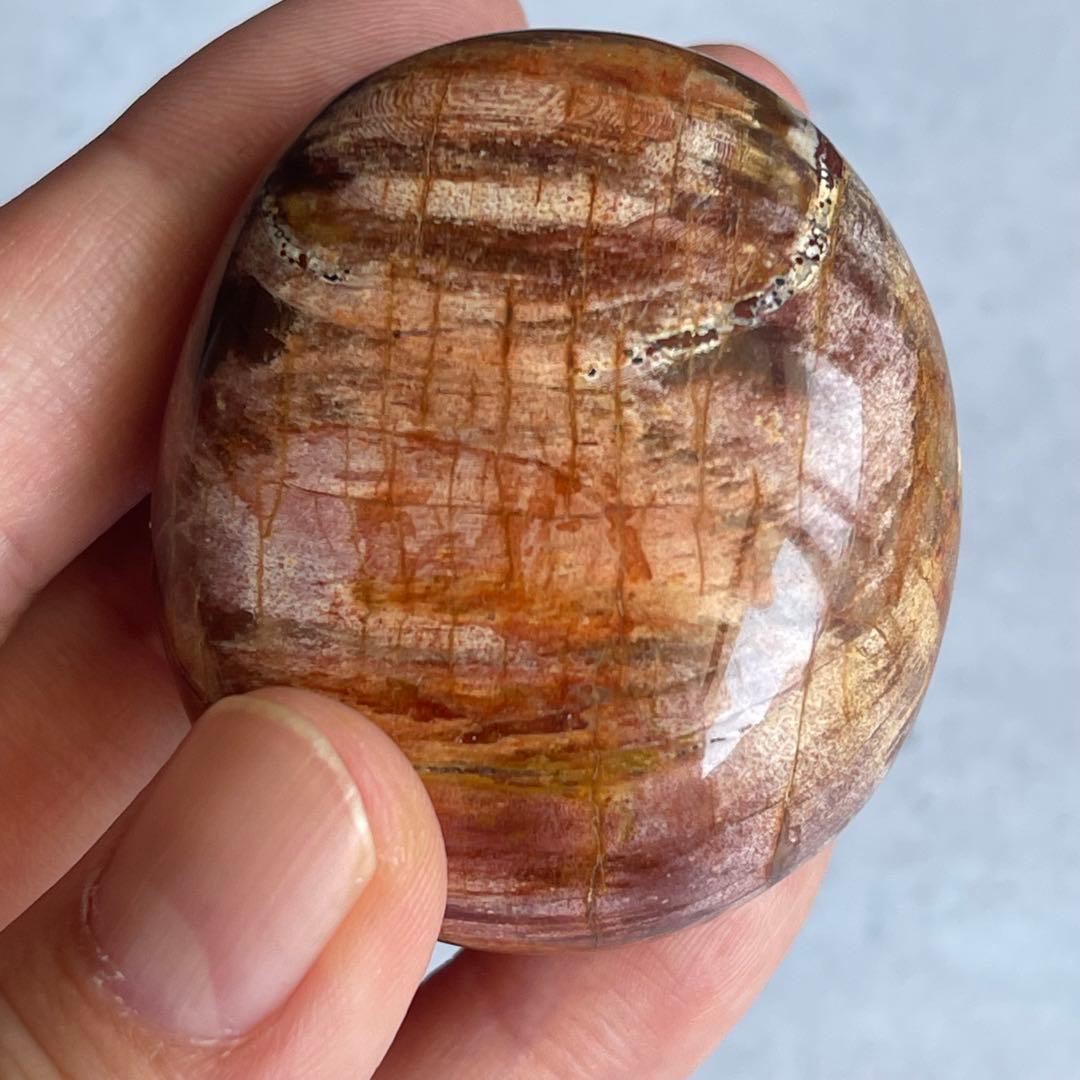 ペトリファイド ウッド パーム 握り石 マダガスカル産