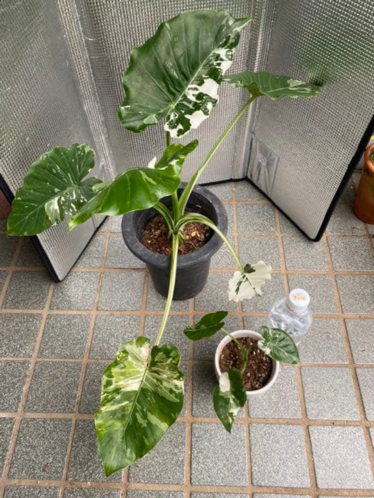 斑入り クワズイモ 2苗セット 値段交渉受付中