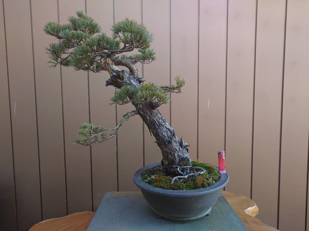 盆栽　松国宝　五葉松　樹高48cm