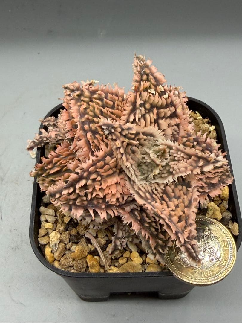 アロエ　ハイブリッド　Aloe hybrid 第四種　FEー20