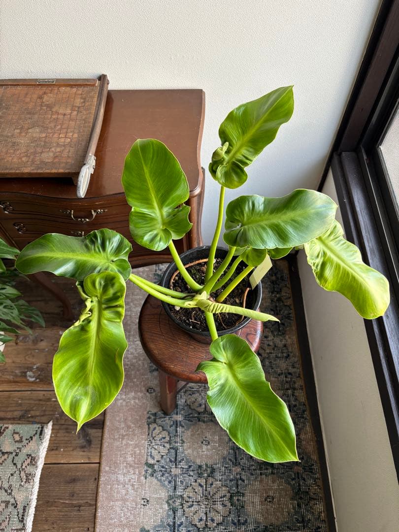 フィロデンドロン ルゴーサム ルゴッサム　6号鉢 ②
