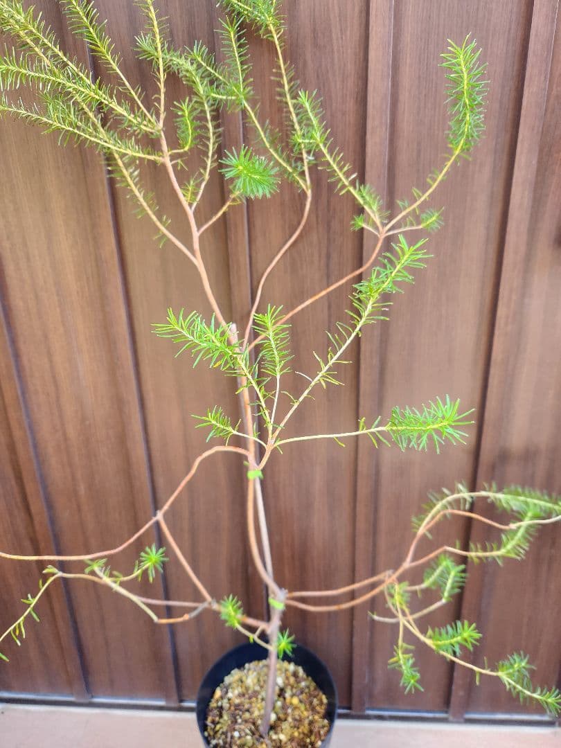 ヒースバンクシア　エリシフォリア　鉢植え　苗　オージープランツ　ドライガーデン