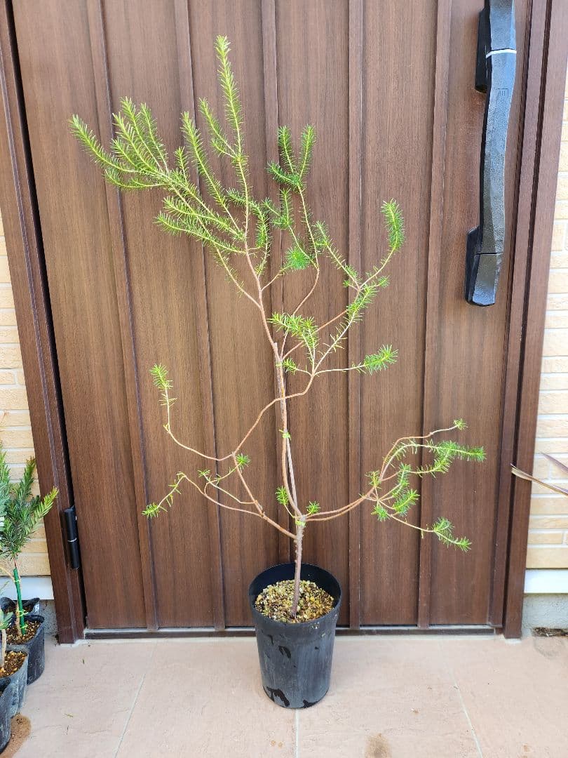 ヒースバンクシア　エリシフォリア　鉢植え　苗　オージープランツ　ドライガーデン