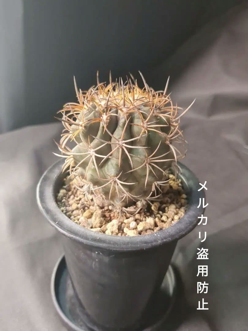 現地球 Copiapoa　コピアポア 銅羅丸　デュラ　輸入株　カキコ自根　貴重