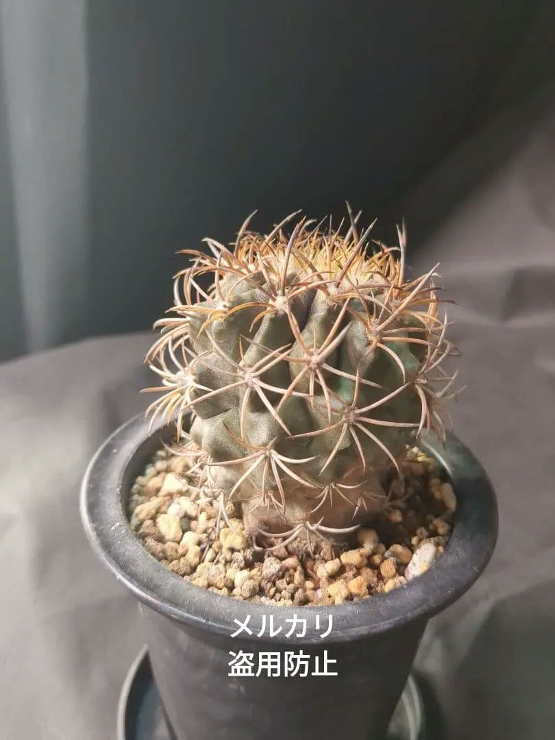 現地球 Copiapoa　コピアポア 銅羅丸　デュラ　輸入株　カキコ自根　貴重