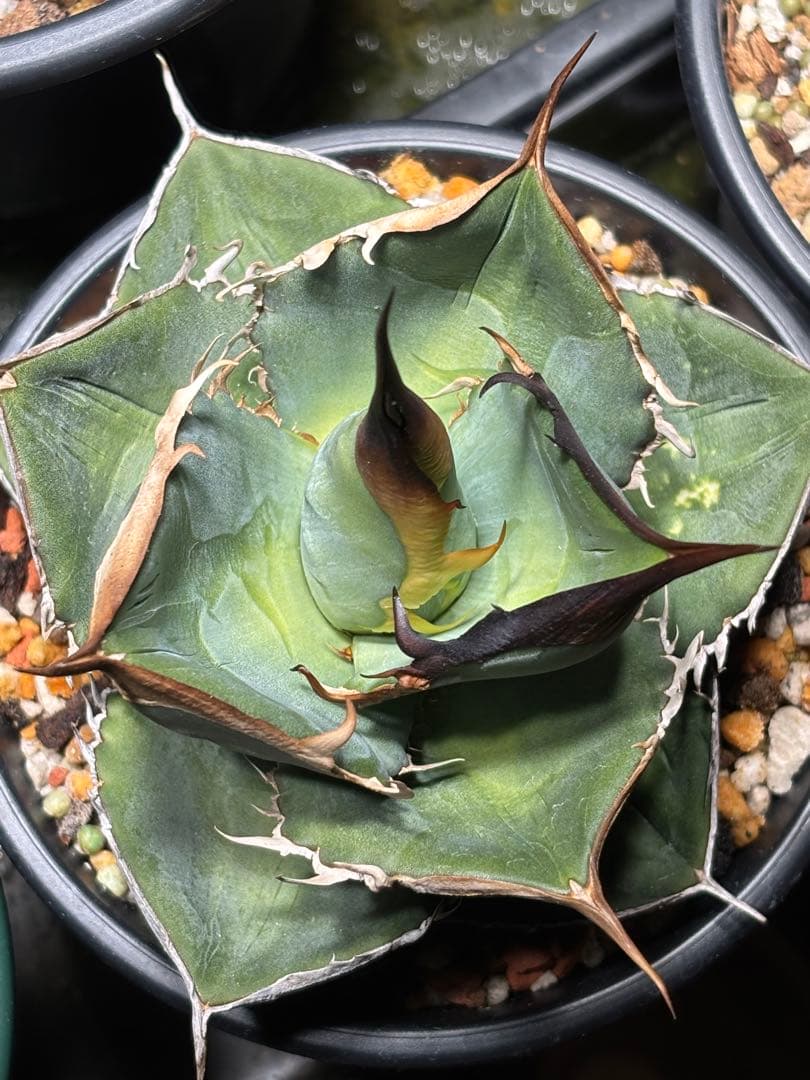 アガベオテロイ実生選抜　親株　根っ子つよし4号