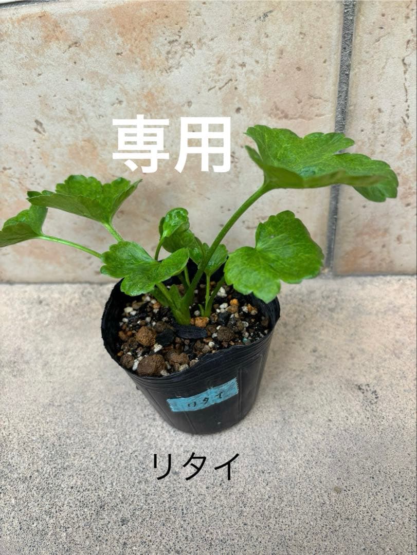 専用ページ　ラナンキュラスラックス苗