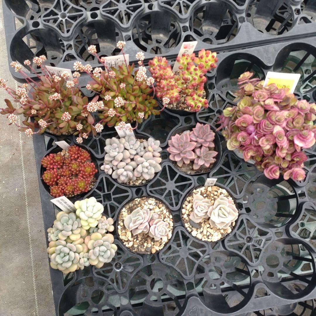 chirochiro.305さん専用