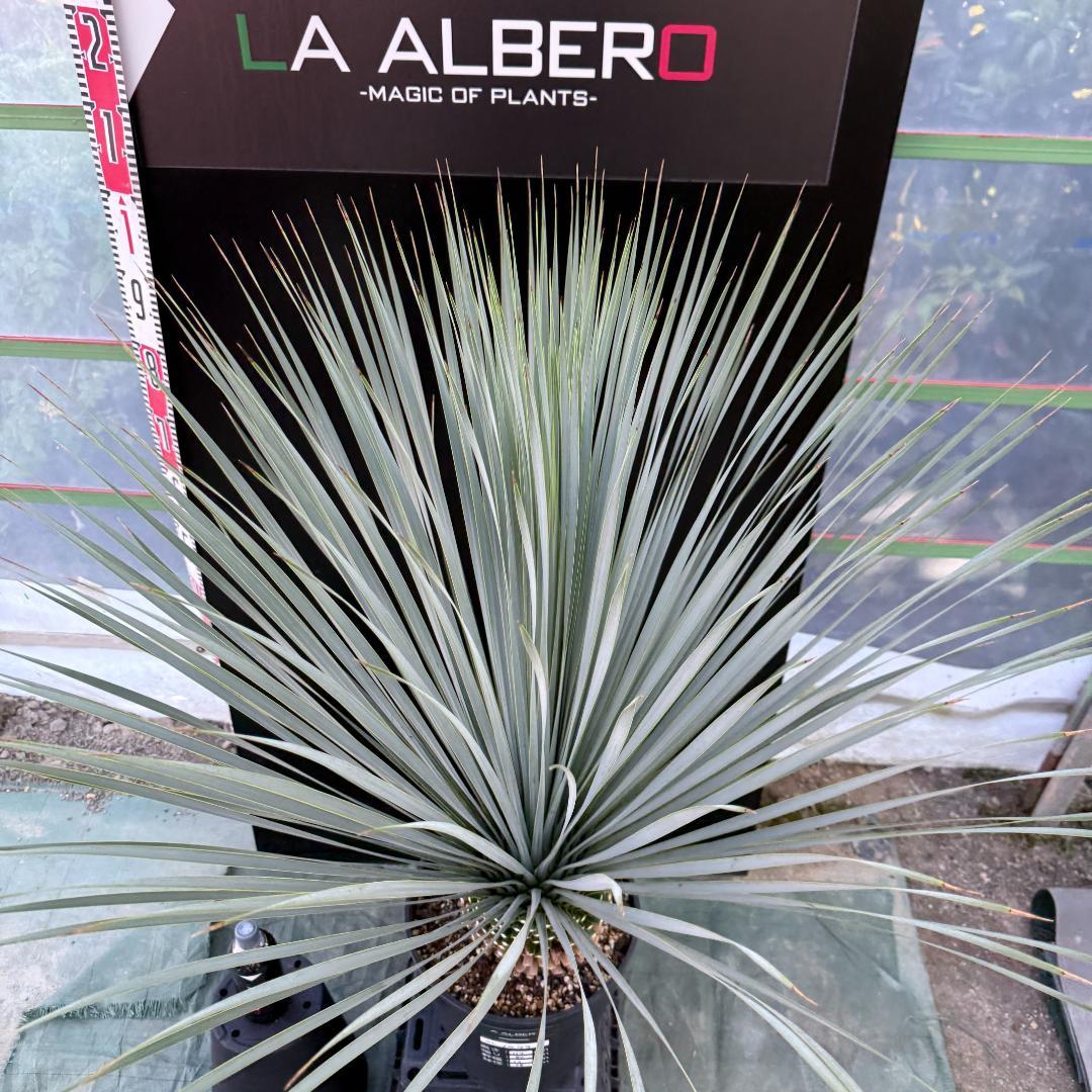 【AL1079】ユッカ　LA ALBERO　ランチョブルー　数量限定販売
